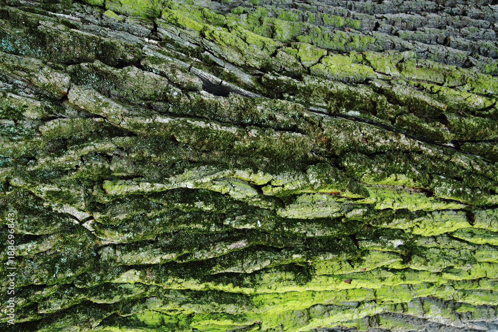 old bark with moss