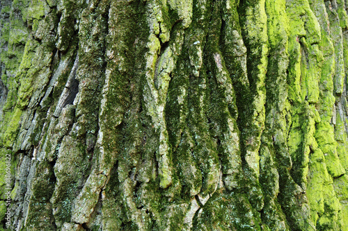 old bark with moss