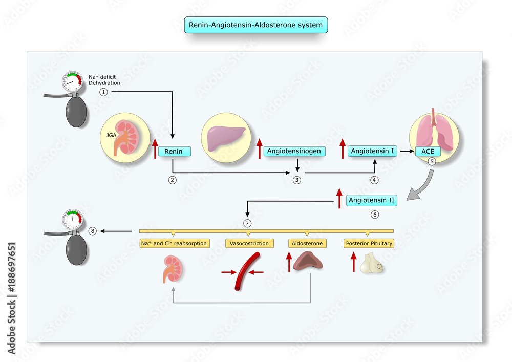 mechanism of action of the renin-angiotensin aldosterone system Stock ...