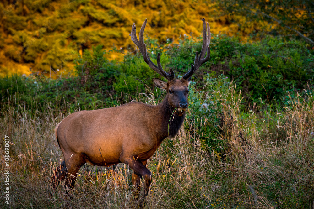 BULL ELK FEEDING REDWOOD NATIONAL PARK CALIFORNIA BULL ELK FEEDING REDWOOD NATIONAL PARK CALIFORNIA