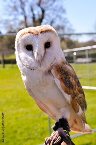 Irish barn owl