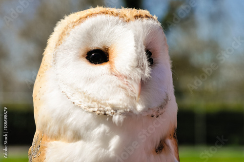 Irish barn owl