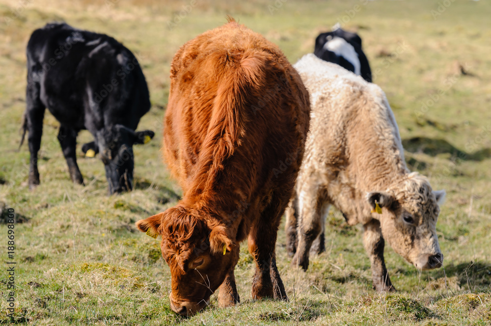 Sussex (brown), Charolois (pale brown) and Aberdeen Angus (black) cows grazing. Sussex (brown), Charolois (pale brown) and Aberdeen Angus (black) cows grazing.