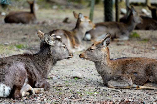 Fototapeta Naklejka Na Ścianę i Meble -  Deers at Nara park, Japan.