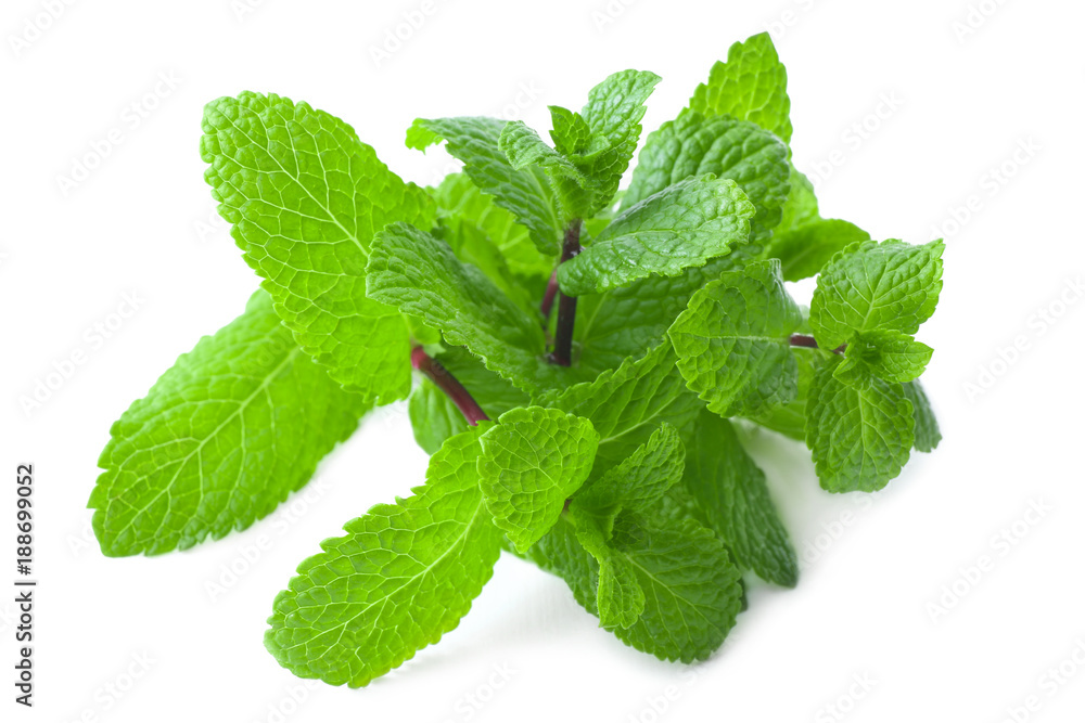 Fresh lemon balm on white background Fresh lemon balm on white background