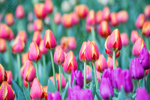 Colorful of Tulips Flowers.Beautiful bouquet of tulips.Natural flowers background.Selective focus.