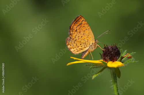 Northern Metalmark Butterfly (rare / endangered) 