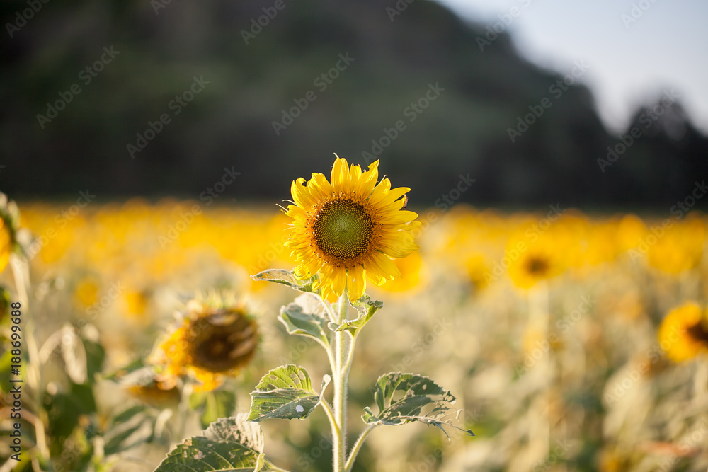 Fototapeta premium Beautiful sunflower field 