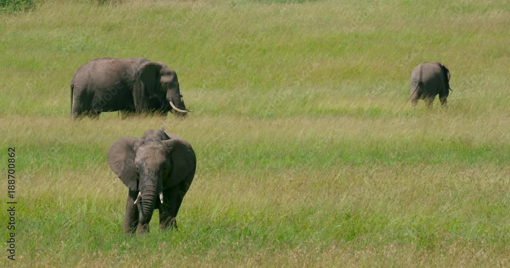 Young Elephants Grazing Young Elephants Grazing