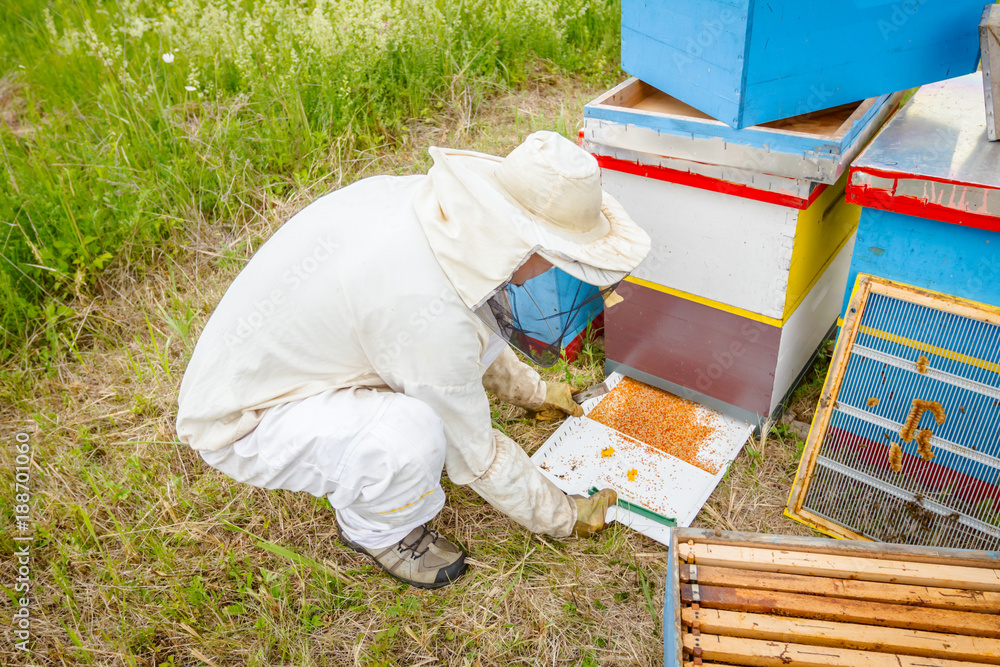 Beekeeper is checking collected colorful bee pollen on white plastic casserole Beekeeper is checking collected colorful bee pollen on white plastic casserole
