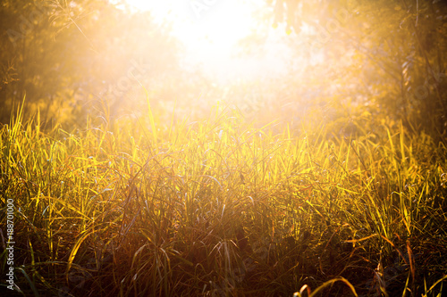 Grass and sunshine are warm at sunrise.