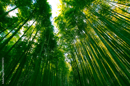 bamboo Forest of Arashiyama   Kyoto  Japan