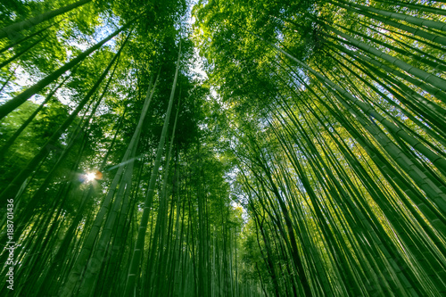 Bamboo Forest of Arashiyama , Kyoto ,Japan