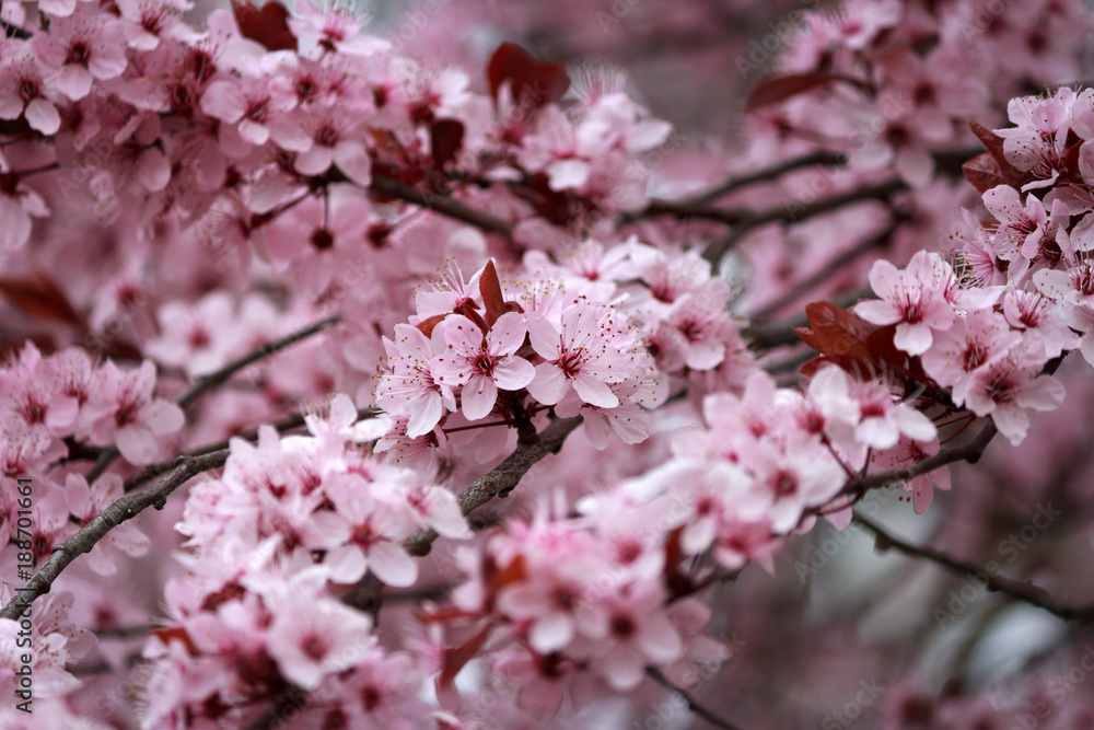 Plum Blossom Branches - beautiful bokeh Plum Blossom Branches - beautiful bokeh