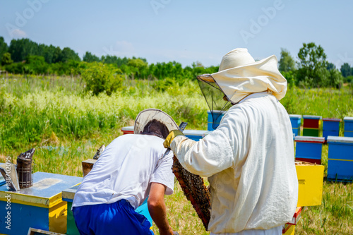 Two apiarists, beekeepers are checking bees on honeycomb wooden frame