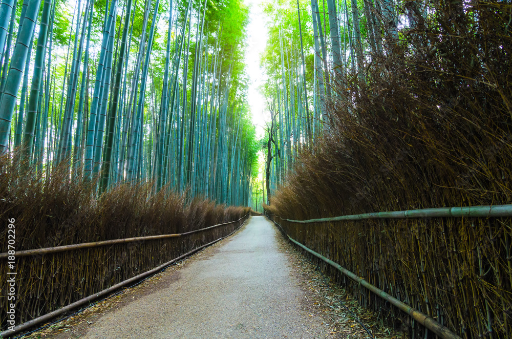 Fototapeta premium walkway of bamboo grove, Arashiyama, Kansai, Kyoto, Japan, landscape, landmark, nature and travel concept