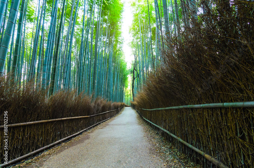walkway of bamboo grove, Arashiyama, Kansai, Kyoto, Japan, landscape, landmark, nature and travel concept