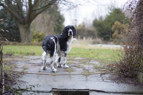 Springer spaniel in the garden