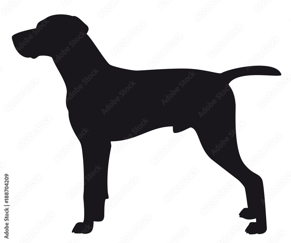 Hungarian Viszla - Vector black dog silhouette isolated Hungarian Viszla - Vector black dog silhouette isolated