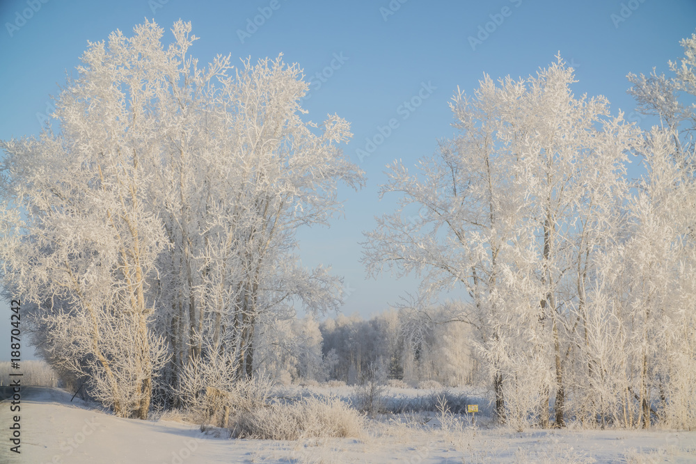 winter trees in frost and snow winter trees in frost and snow