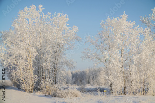 winter trees in frost and snow