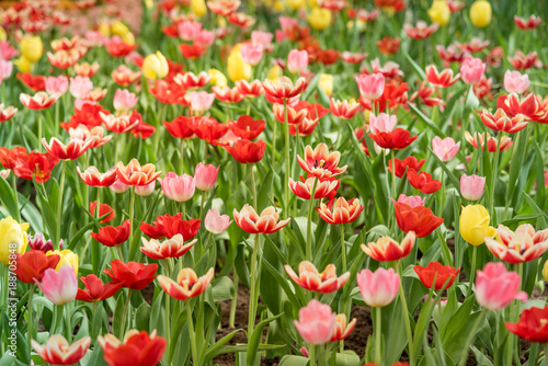 Colorful of tulips blooming in the garden.