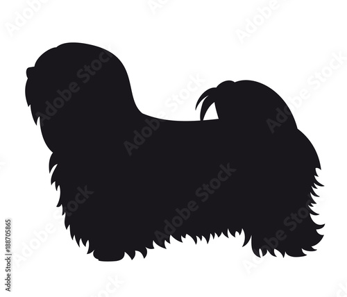 Fotografie Lhasa Apso - Vector black dog silhouette isolated