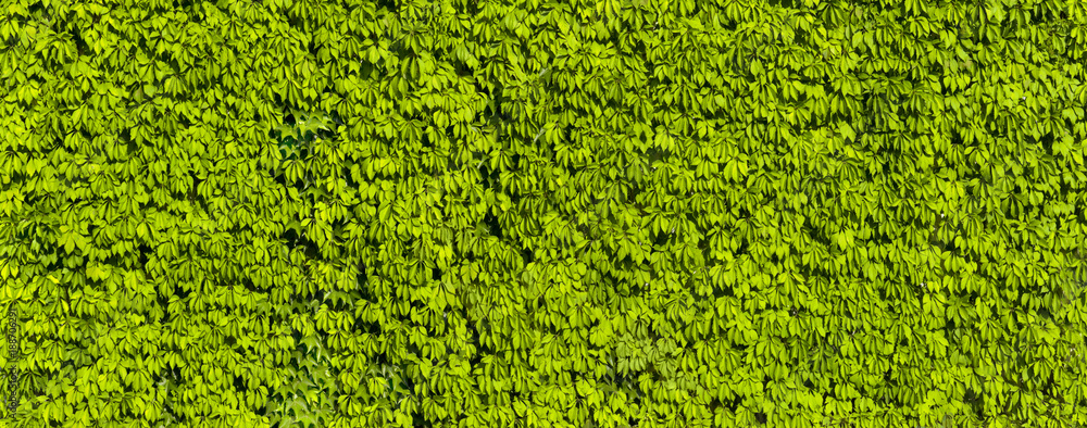 Schöne Blätterwand Schöne Blätterwand