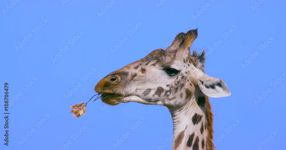 Masai Giraffe Chewing Stick; Maasai Mara 7 Sept 16 Am; Maasai Mara, Kenya, Africa Masai Giraffe Chewing Stick; Maasai Mara 7 Sept 16 Am; Maasai Mara, Kenya, Africa