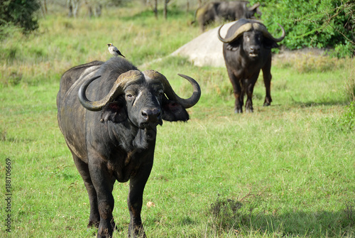 African buffalo  Tanzania  Africa