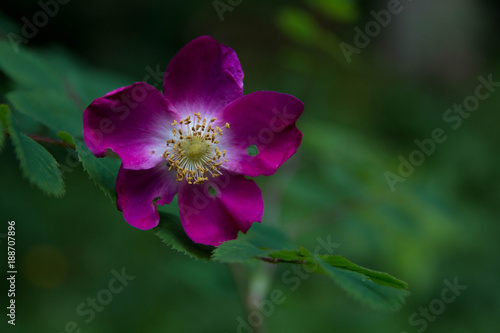 Violette Blume im Wald