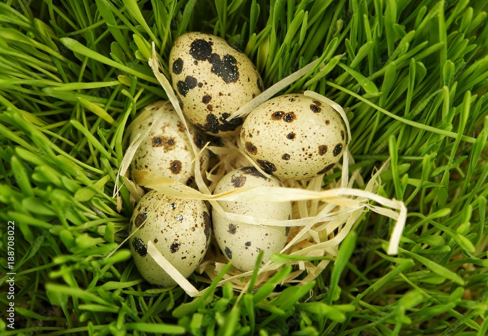 Quail eggs in green grass Quail eggs in green grass