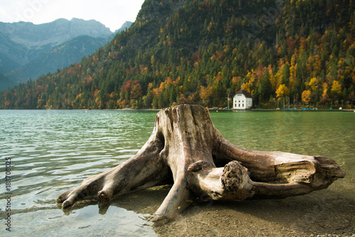 Baumwurzel im See