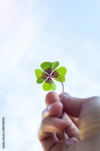 Four leaf lucky clover held by hand against sky