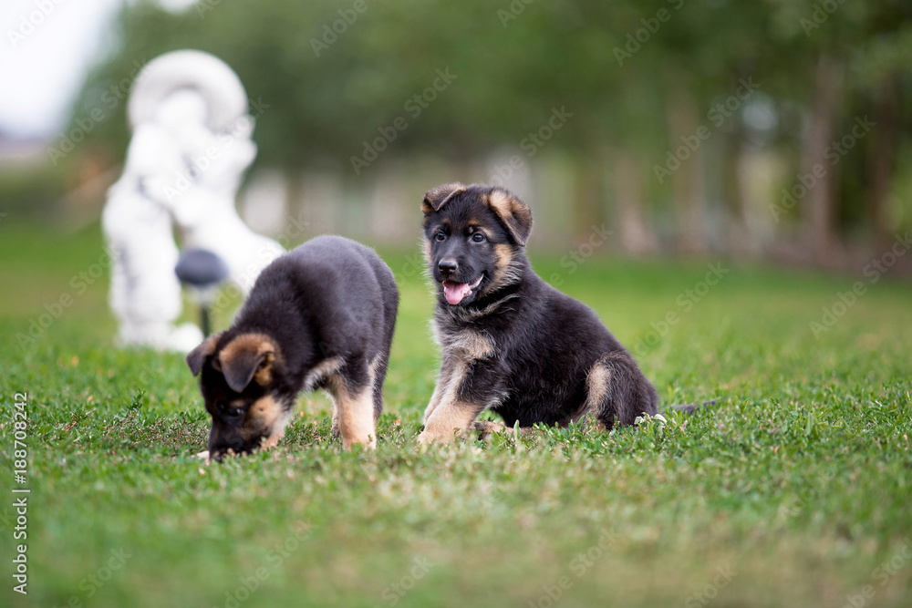 German Shepherd puppy playing on green grass
