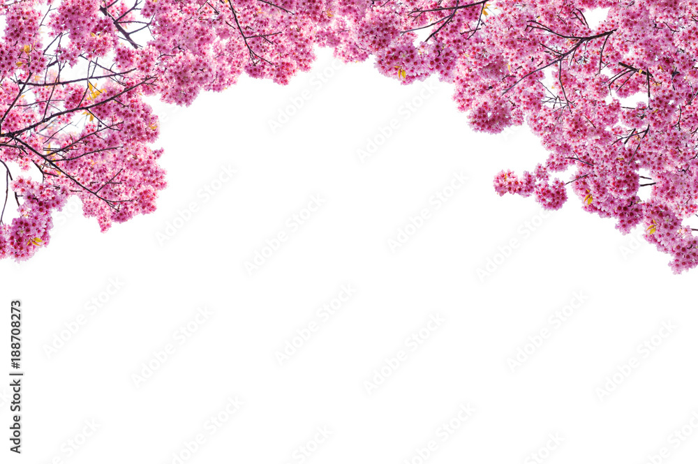 cherry blossom frame Stock Photo Adobe Stock