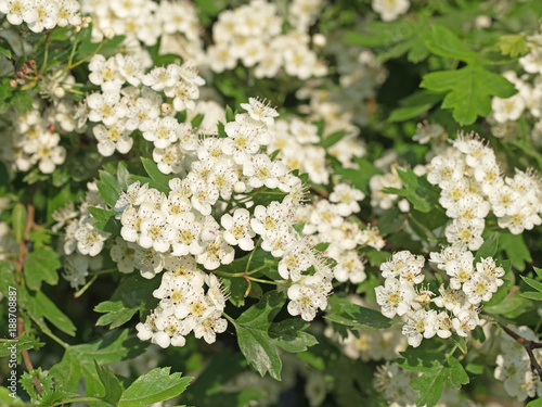 Bl  hender Wei  dorn  Crataegus