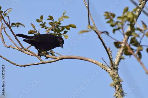 Chupim1