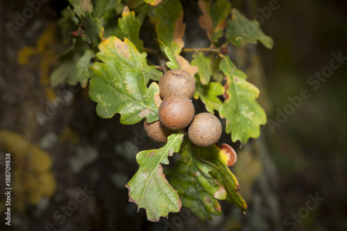 oak leaves with galls photo