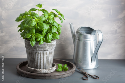 fresh basil herb in pot