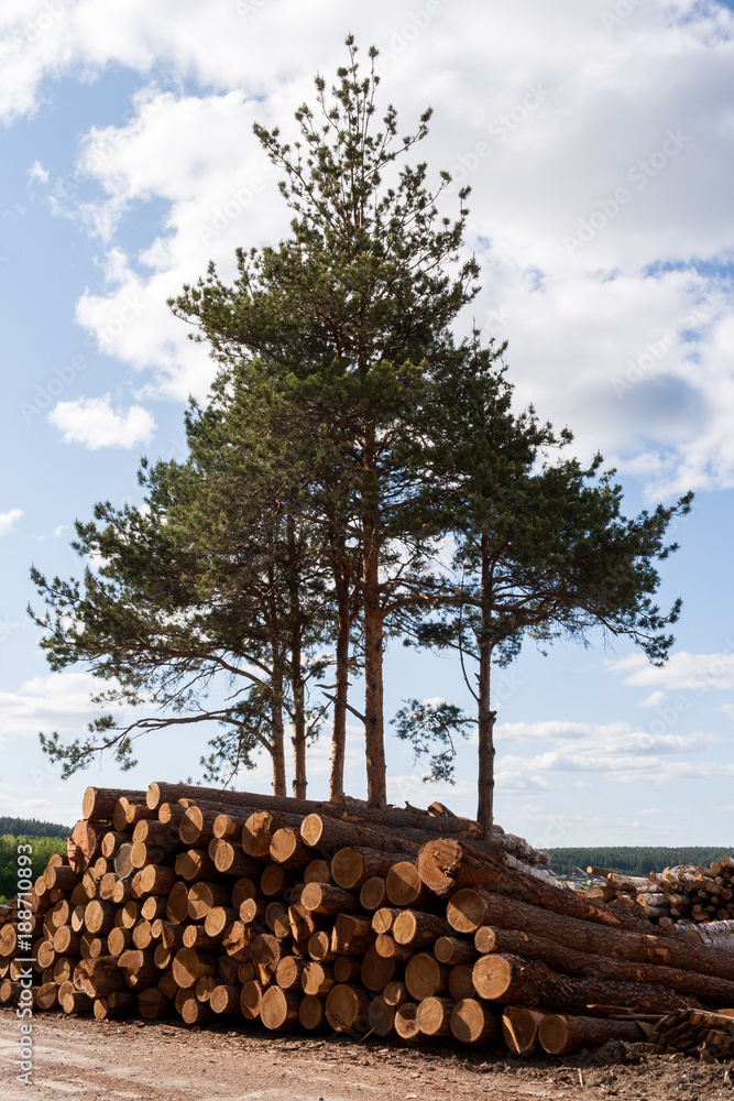 A few green living pines and folded heap of felled pine logs.