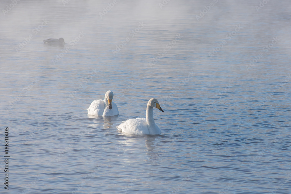 Beautiful white whooping swans swimming in the nonfreezing winter lake. The place of wintering of swans, Altay, Siberia, Russia.