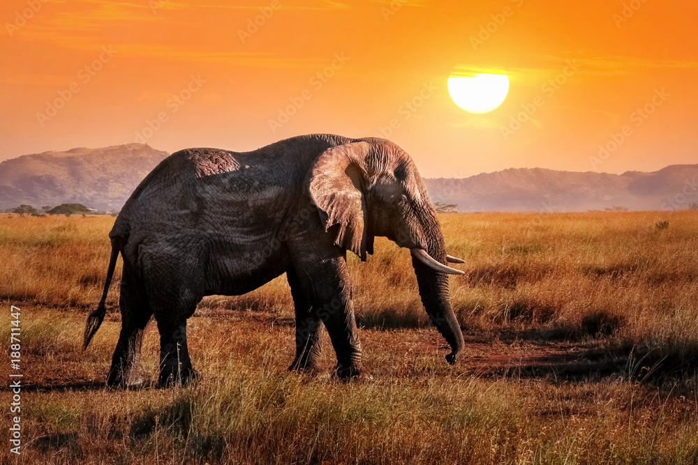 Fototapeta premium Wild elephant in the African savanna against the background of a beautiful orange sunset. Serengeti National Park.