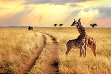 Glasbilder Tieren Gruppe von Giraffen im Serengeti-Nationalpark auf einem Sonnenuntergangshintergrund mit Sonnenstrahlen. Afrikanische Safari.  © delbars