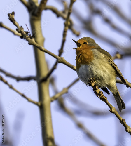 Robin singing in the UK © thecoach1