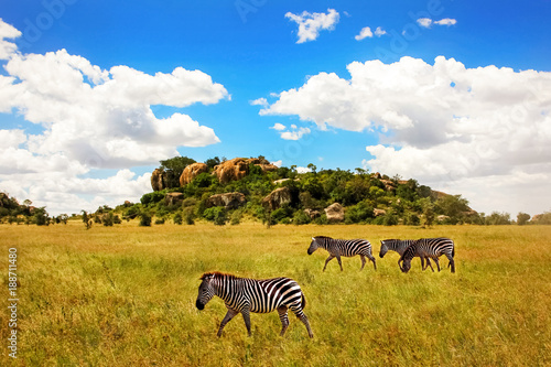 Group of zebras in the Serengeti National Park against a background of rocks and a blue sky with clouds. Africa. Tanzania.