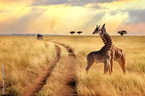 Grupa żyrafy w Serengeti parku narodowym na zmierzchu tle z promieniami światło słoneczne. Afrykańskie safari.