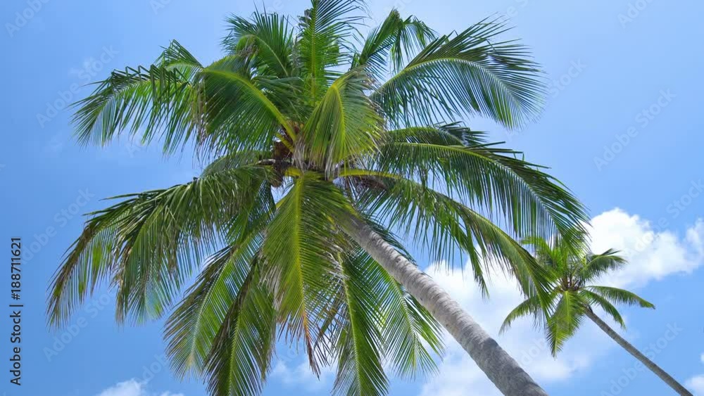 Tropical view with top of coconut palm tree on blue sky background