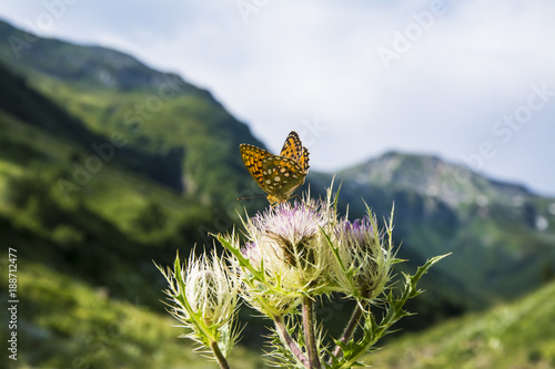Beautiful butterfly on a flower. Mountain valley. Summer. Tourism.