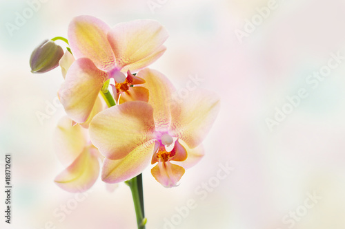 yellow orchid on bright pastel background